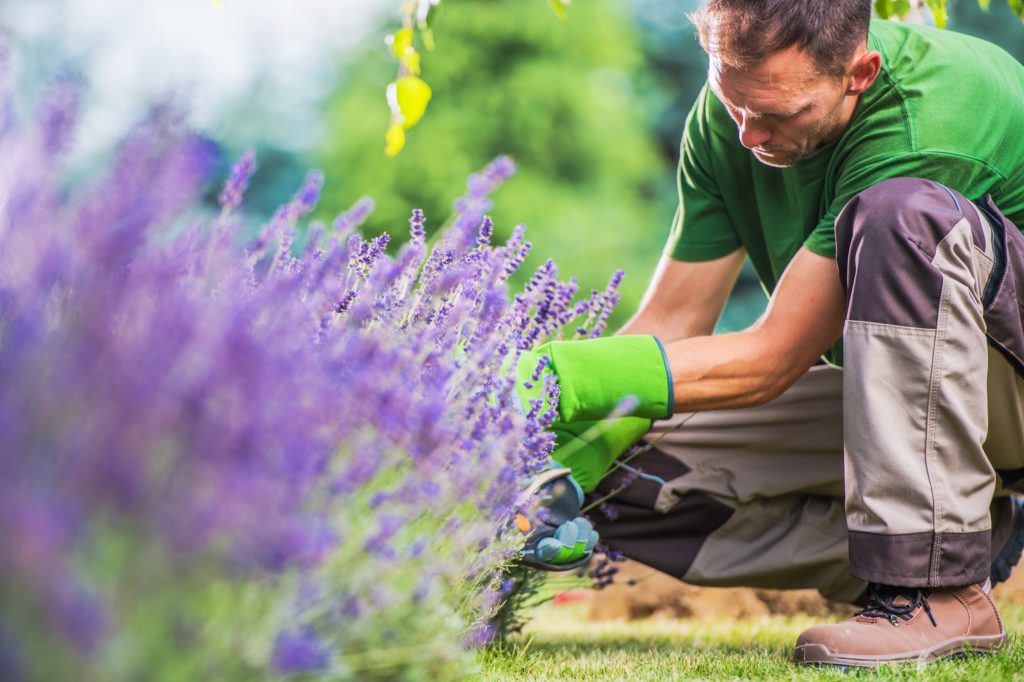 Weed Removal Services